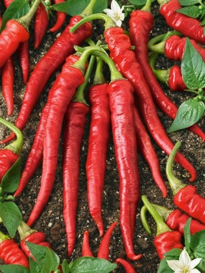 พริกคาเยนสีแดง - Red Cayenne Pepper