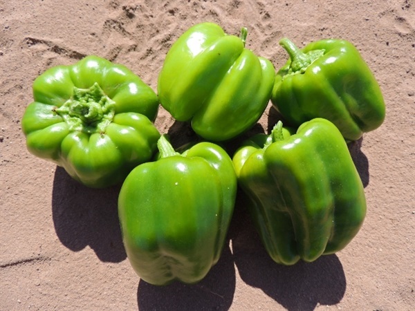 พริกหวานสีเขียว - Green California Wonder Pepper