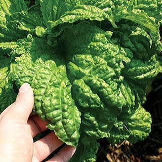 โหระพาใบผักกาด - Lettuce Leaf Basil