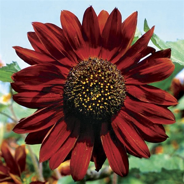ทานตะวันสีแดงกำมะหยี่ - Velvet Queen Sunflower