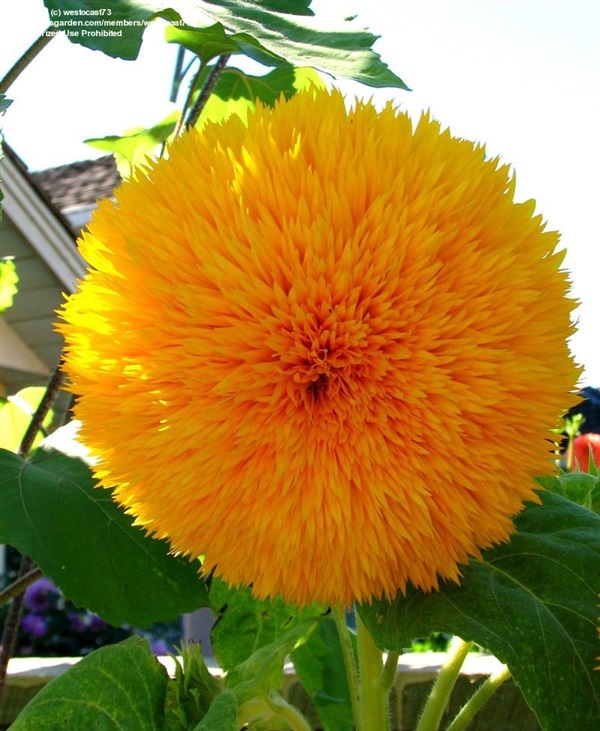 ทานตะวันซันโกลด์ - Sungold Sunflower