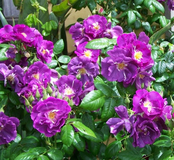 กุหลาบเลื้อยสีม่วง - Purple Climbing rose