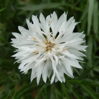 คอร์นฟลาวเวอร์สีขาว - White Cornflower,,เมล็ดพันธุ์ไม้ดอก-ไม้ประดับ