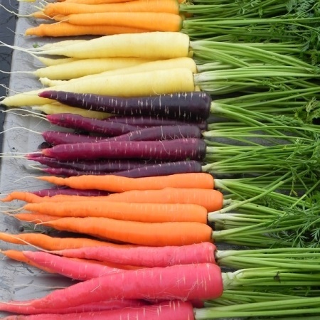 แครอทคละสี - Mixed Rainbow Carrot