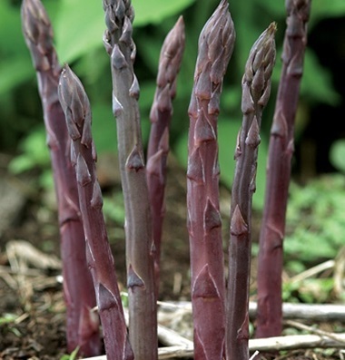 หน่อไม้ฝรั่งสีม่วง - Purple Passion Asparagus
