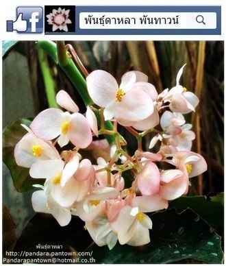 Angel Wing Begonia กลิ่นหอมดอกไม้ไทยโบราณ
