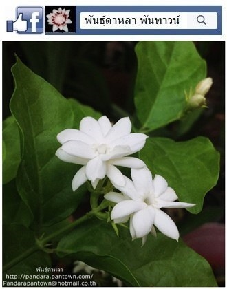 à¸¡à¸°à¸¥ à¸¥à¸²à¸‹ à¸­à¸™ à¸ž à¸™à¸˜ à¸