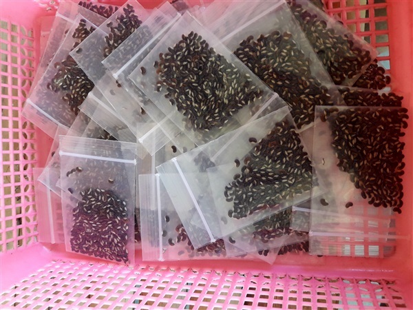 Dry paniculata  I am interested in ordering it.