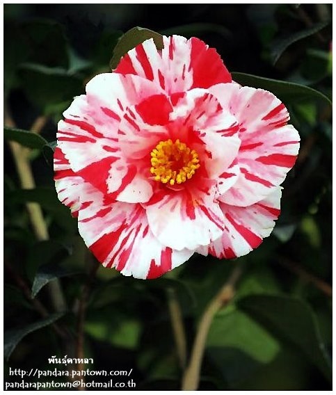 Camellia japonica 'Fukiage-shibori'