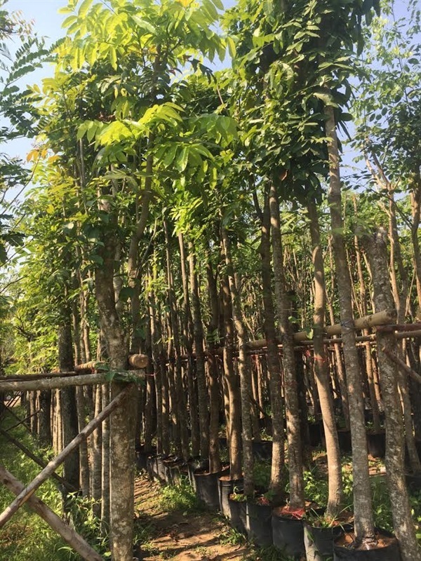 มะฮอกกานี,ต้นมะฮอกกานี,มะฮอกกานี
