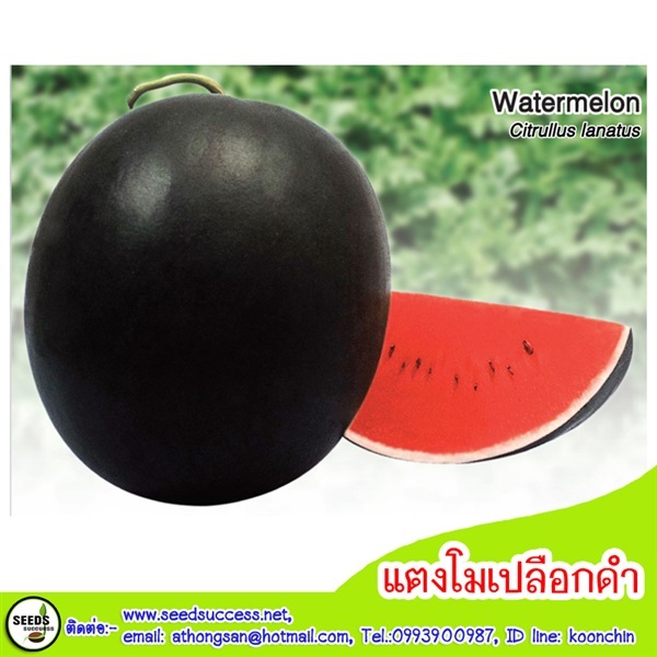 แตงโมดำ (watermelon) 