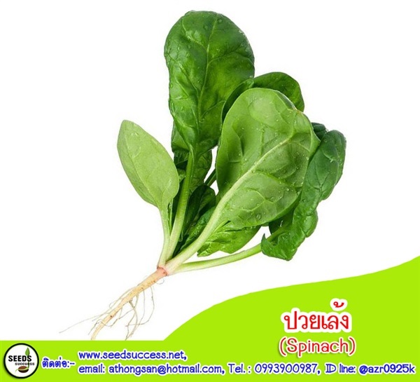ปวยเล้ง (Spinach) / 150 เมล็ด
