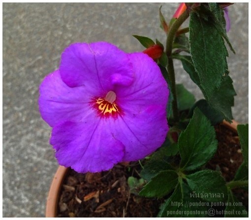 Achimenes Purple (ไม้หัวดอกสีม่วง)