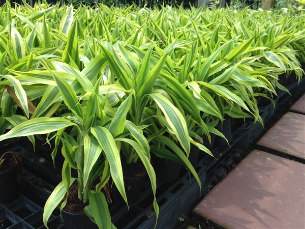 รูà¸à¸ าà¸à¸à¸µà¹à¹à¸à¸µà¹à¸¢à¸§à¸à¹à¸à¸