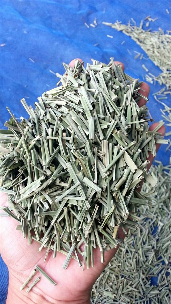 ขายตะไคร้ตากแห้ง ราคาถูก แหล่งรวมตะไคร้ตากแห้ง มีหลายร้านให้เลือกซื้อ