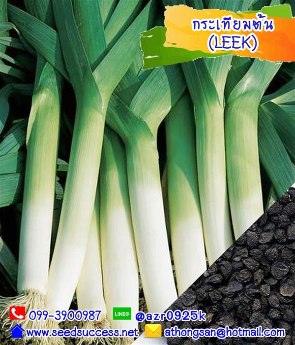 กระเทียมต้น (Leek) / 150 เมล็ด,,เมล็ดพันธุ์ผัก