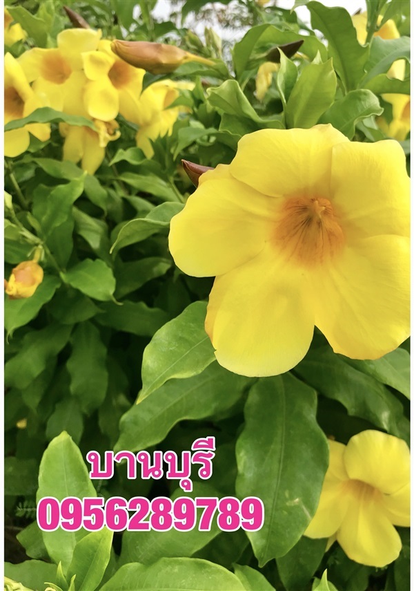 บานบุรี, ต้นดอกบานบุรี สีเหลือง 