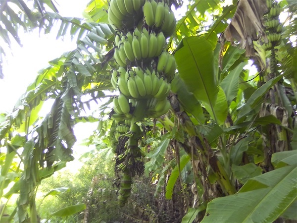 ขายกล้วยน้ำว้าสวนใหญ่ที่สุดใน ลาดหลุมแก้ว,,ผลกล้วย