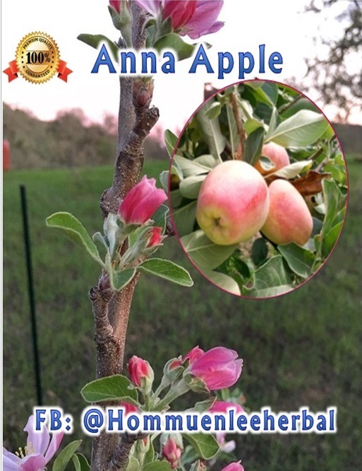 แอปเปิ้ลแอนนา Anna Apple ในกระถางพร้อมส่ง ต้นสูง 60-80 ซม.  โดยบ้านสมุนไพรหอมหมื่นลี้ อ.แม่ริม จ.เชียงใหม่ รหัสสินค้า 321238