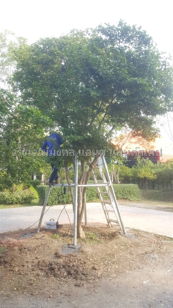 บริการค้ำยันต้นแก้วเจ้าจอมด้วยเหล็กกัลวาไนซ์