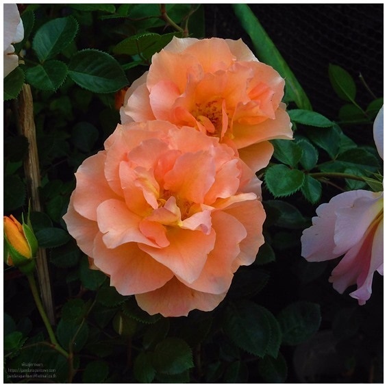 Seoulwornsee rose