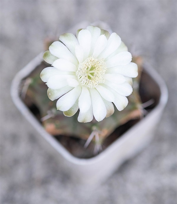 ยิมโนผิวสีน้ำตาล ดอกสีขาว กระบองเพชร แคกตัส
