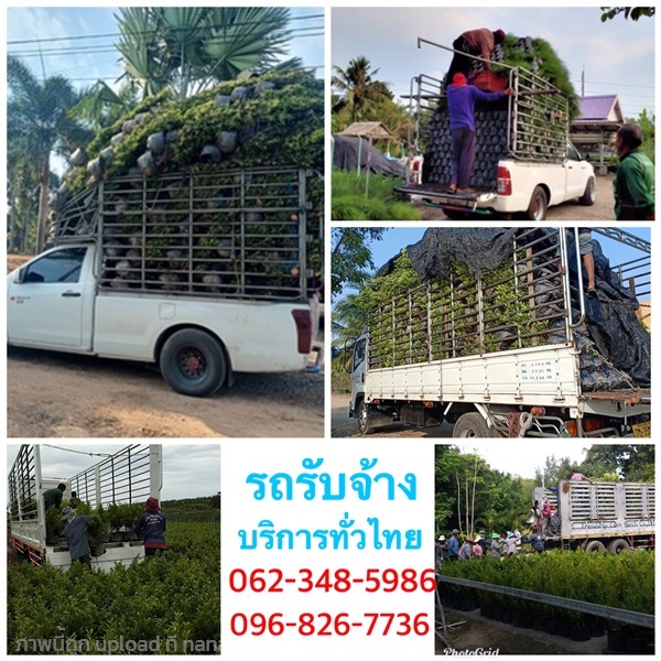 รถรับจ้างส่งต้นไม้ บริการทั่วไทยเครือข่ายทุกจังหวัด,,รถรับจ้างส่งต้นไม้