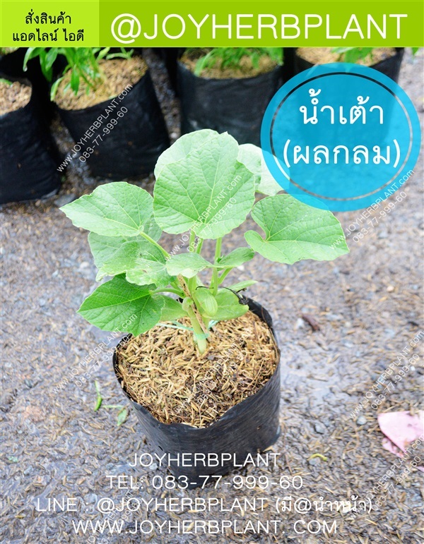 ต้นน้ำเต้า (กินผล) และต้นผักสวนครัวขายปลีก-ส่ง จัดส่งทั่วไทย
