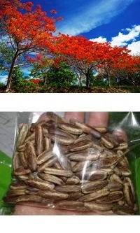 เมล็ดหางนกยูงฝรั่ง (Flam-boyant) สีแดง