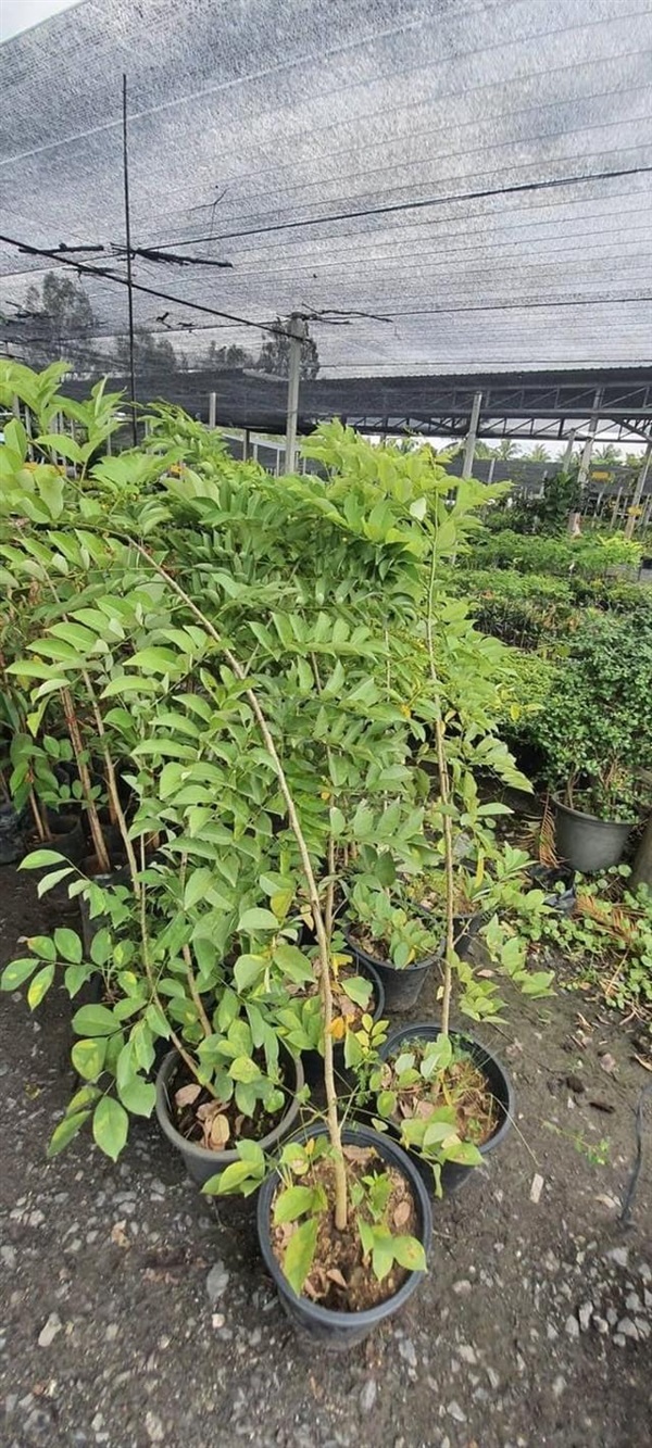 คูนม่วง วิสทีเรียต้น African wisteria Tree 