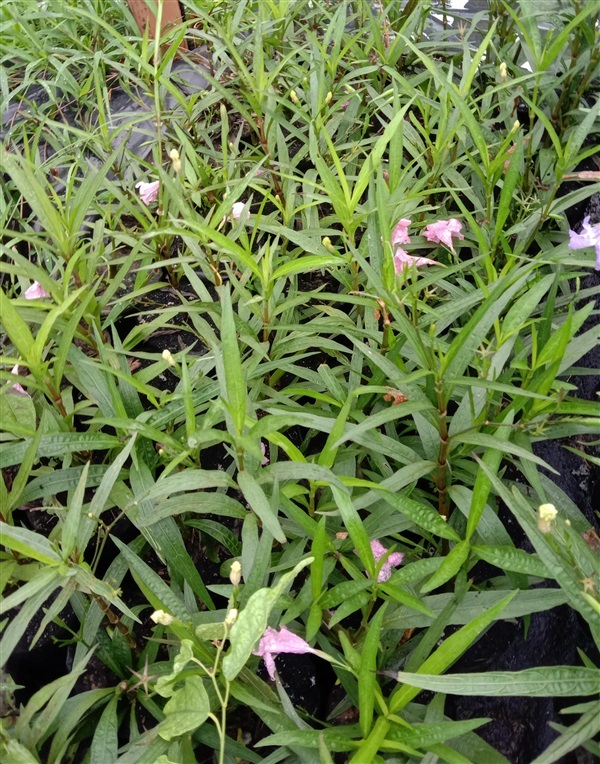 ต้นต้อยติ่งฝรั่งดอกสีชมพู ต้นต้อยติ่งน้ำ ต้นต้อยติ่งเทศ