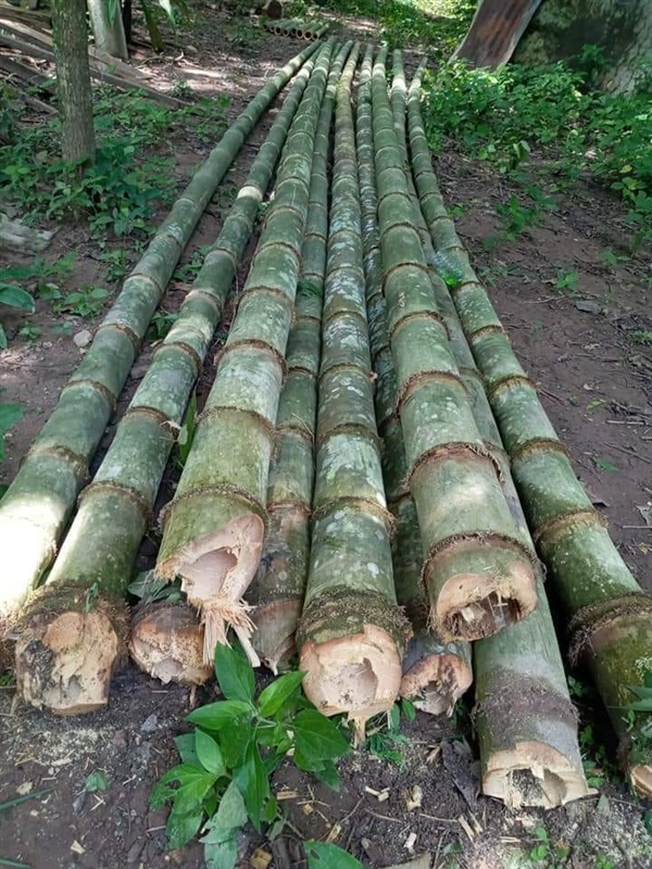 ขายไม้ไผ่ตง ขนาด 5-10 นิ้ว ยาว 6-10 เมตร,,ไม้ไผ่