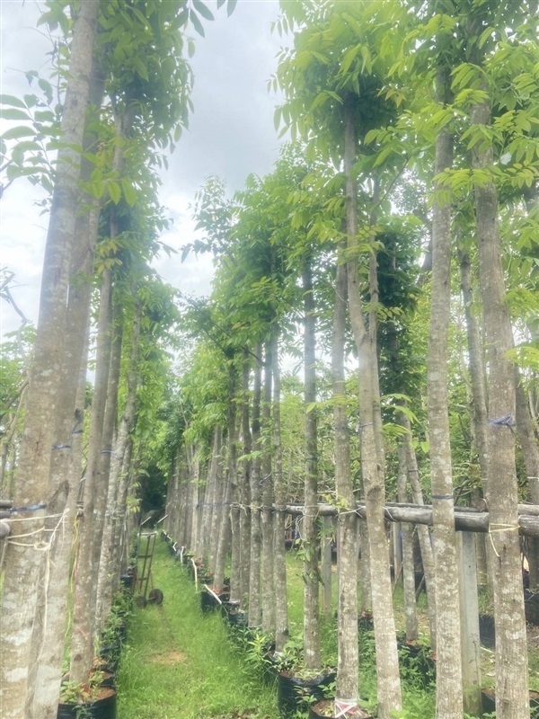 ต้นมะฮอกกานี ขนาด 4" 5 เมตร,,มะฮอกกานี