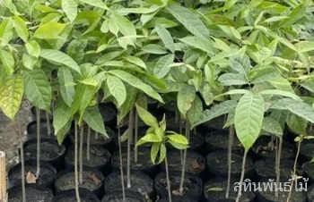 ต้นมะฮอกกานีใบเล็ก : ลักษณะ การขยายพันธุ์ การดูแล สรรพคุณทางสมุนไพร และประโยชน์ของต้นมะฮอกกานีใบเล็ก