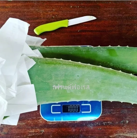 ก้านว่านหางจระเข้พันธุ์ Barbadensis aloe vera