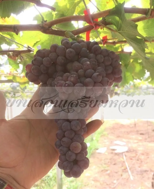 องุ่นไร้เมล็ด บิวตี้ ซีดเลส(Beauty seedless)