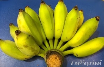 การปลูกกล้วยน้ำว้ามะลิอ่อง