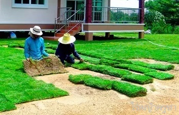 การดูแลสนามหญ้าเพื่อให้สวยงามและเขียวสด