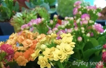 ลักษณะพฤกษศาสตร์ของต้นกุหลาบหิน ชื่อวิทยาศาสตร์ การขยายพันธุ์ การดูแล ประโยชน์