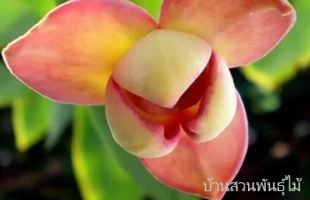 ลักษณะพฤกษศาสตร์ของต้นลำดวนแดง ชื่อวิทยาศาสตร์ การขยายพันธุ์ การดูแล สรรพคุณทางสมุนไพร ประโยชน์