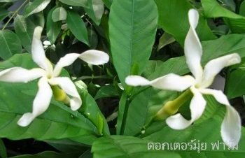 ลักษณะพฤกษศาสตร์ของต้นพุดเศรษฐีสยาม ชื่อวิทยาศาสตร์ การขยายพันธุ์ การดูแล และประโยชน์