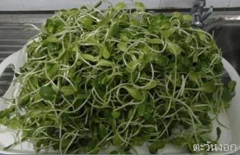 การเพาะต้นอ่อนทานตะวันแบบครัวเรือน