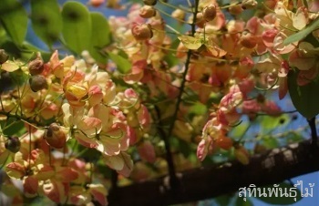 ลักษณะพฤกษศาสตร์ของต้นรัตนพฤกษ์ ชื่อวิทยาศาสตร์ การขยายพันธุ์ การดูแล ประโยชน์