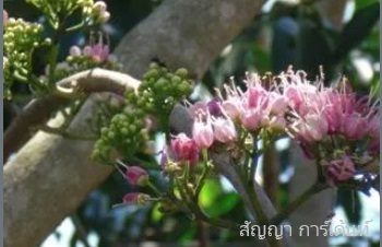 ลักษณะพฤกษศาสตร์ การขยายพันธุ์ วิธีการดูแล ประโยชน์ ของต้นเจ้าหญิงสีชมพู