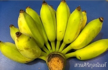 สรรพคุณทางสมุนไพรของต้นกล้วยน้ำว้ามะลิอ่อง