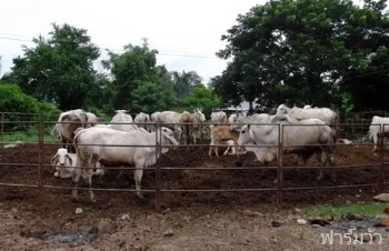 ธาตุอาหาร และคุณสมบัติของมูลวัว