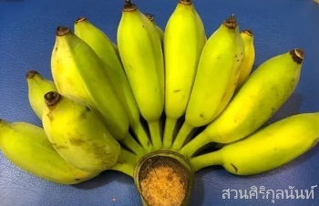 ประวัติของกล้วยน้ำว้ามะลิอ่อง