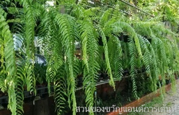 วิธีการดูแลเฟิร์นสไบนาง