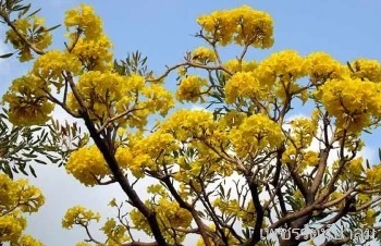 ความเชื่อของต้นเหลืองปรีดียาธร