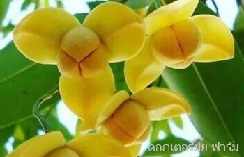ลักษณะพฤกษศาสตร์ของต้นลำดวน ชื่อวิทยาศาสตร์ การขยายพันธุ์ การดูแล สรรพคุณทางสมุนไพร ประโยชน์